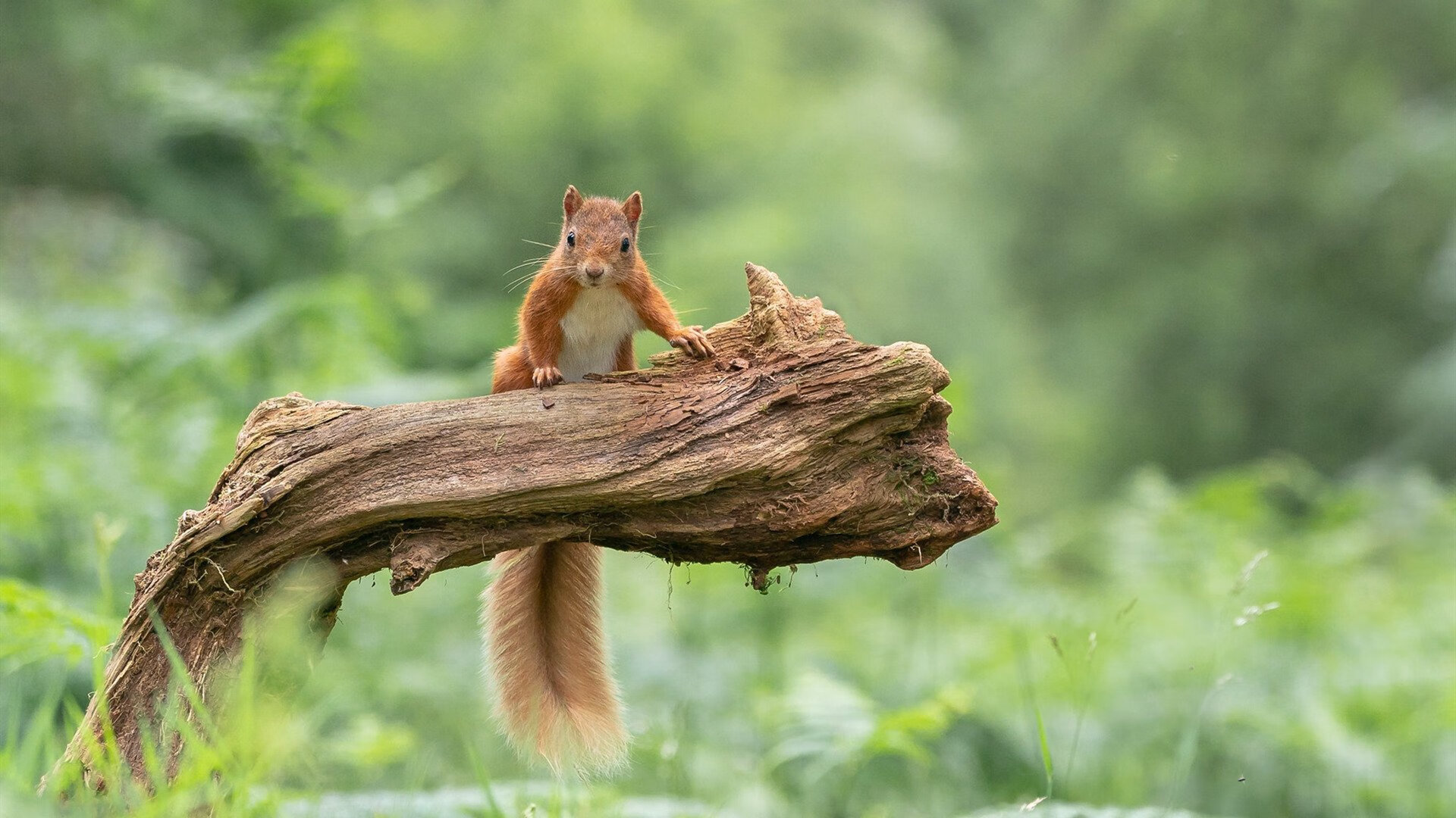 破局！莱奥全程高能输出，克罗地亚的X因素撕碎澳大利亚铁壁
