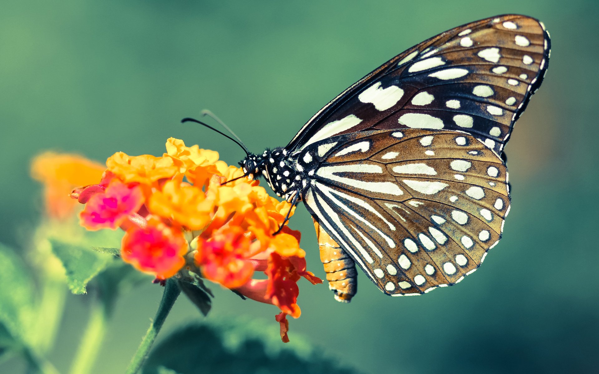 梦幻联动！山西队末节逆转犹他爵士，欧文关键20分导演奇迹