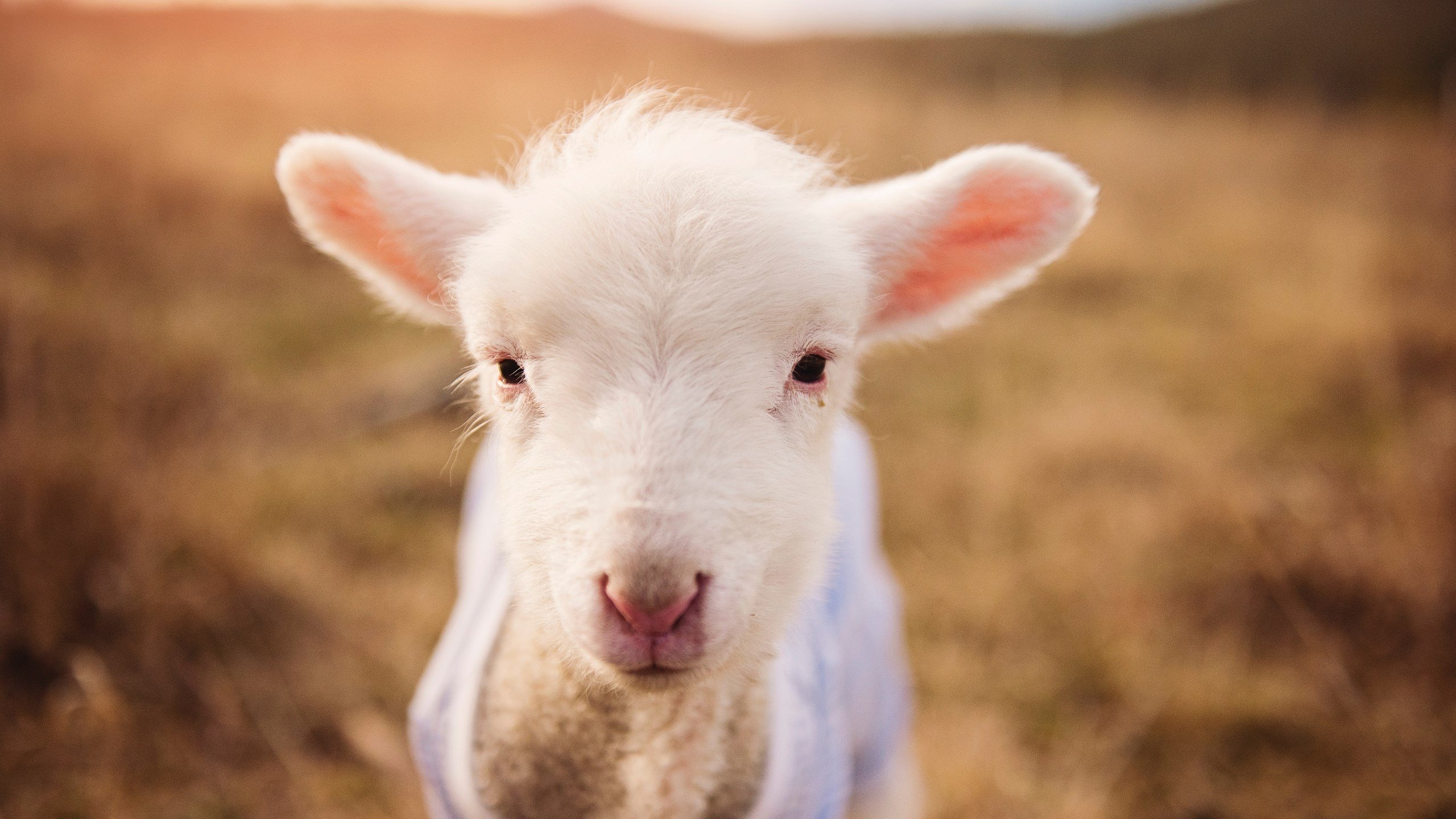 拉文狂轰42分导演加时逆转，广厦险胜黄蜂展冠军韧性