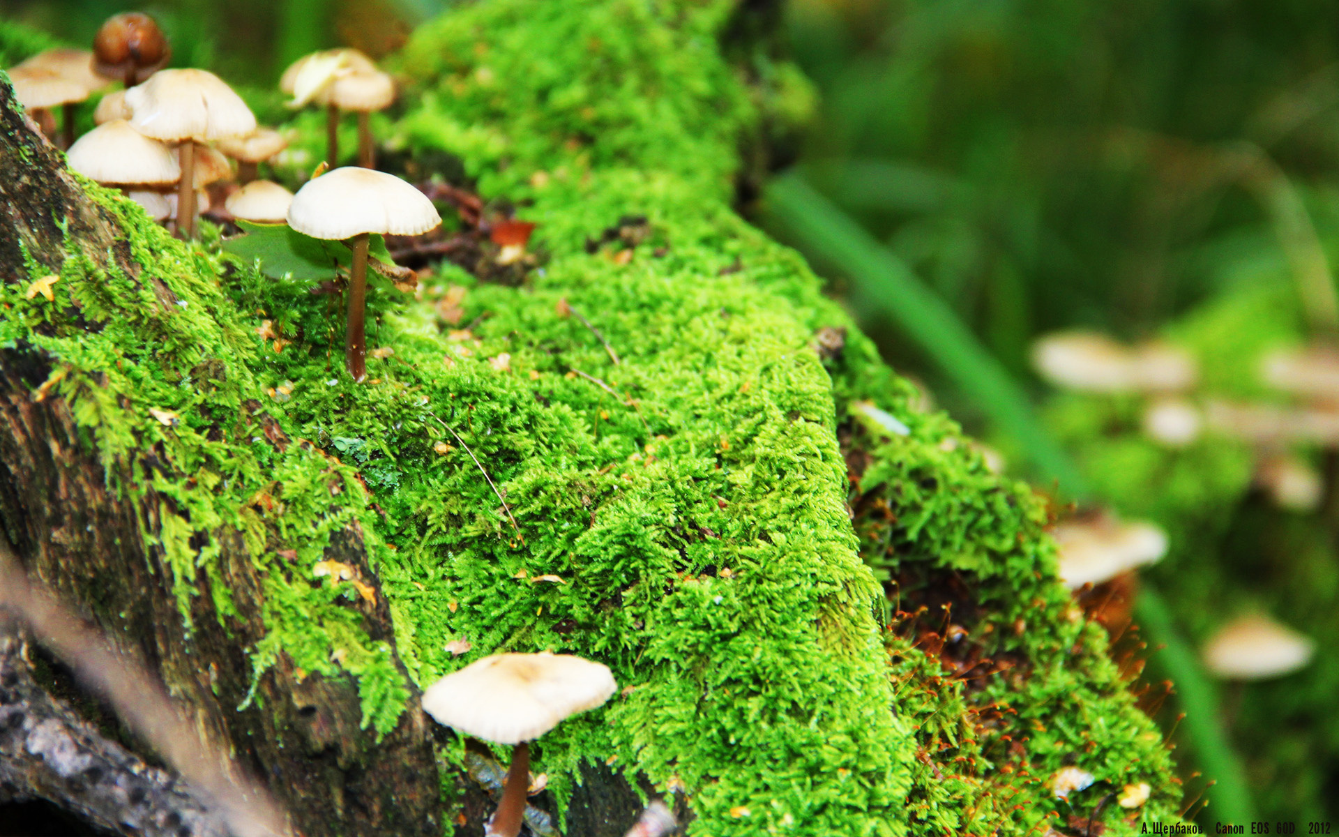 跨界竞技风云，新疆队篮球火力压制鹈鹕，哈利伯顿F1赛道逆袭夺冠