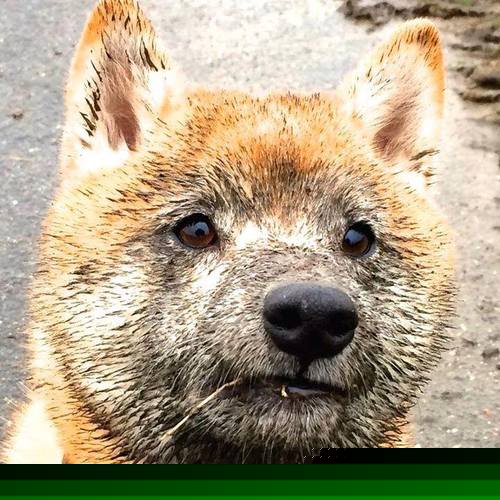 灰熊淘汰快船晋级关键战，库里制胜表现闪耀赛场