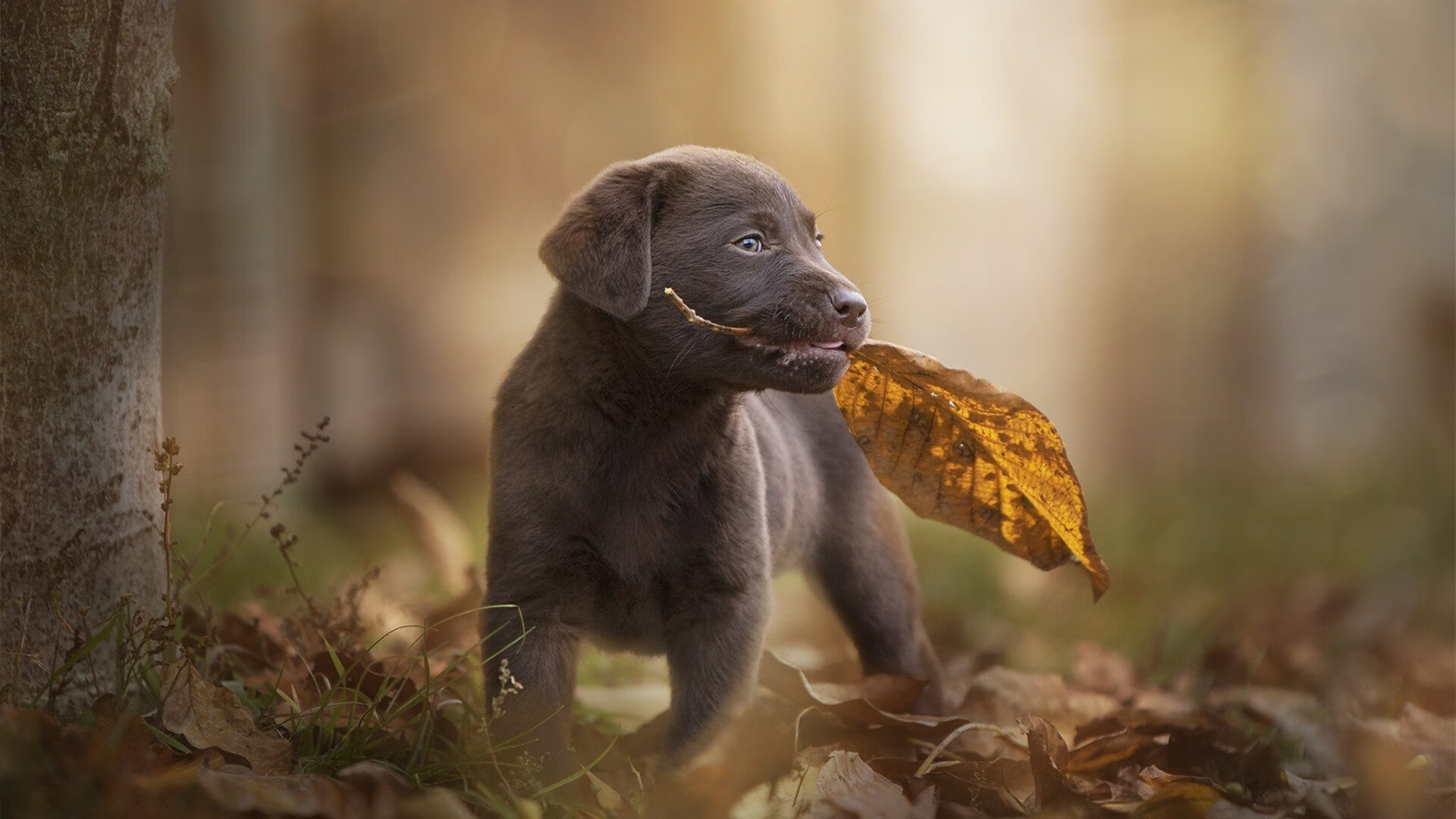 马克西50分神迹！马刺12-0攻击波锁定胜局，鹈鹕主场吞下失利苦果