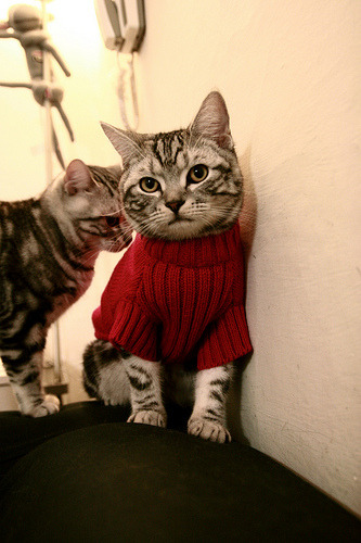 暗夜孤星成炬火，爱德华兹的巨星证言之夜