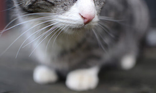 pg电子模拟器试玩在线-在东方屹立，当风暴席卷而来，萨拉赫何以输出永不掉线？