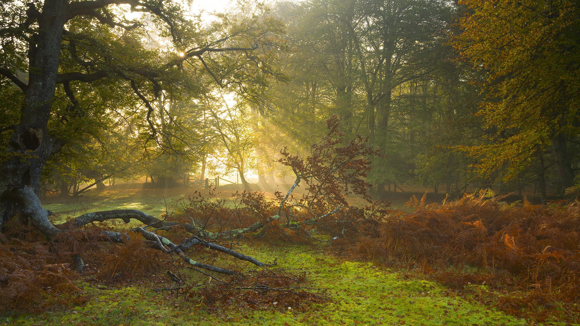 两个赛场，一种疯狂，马刺爆冷与贝恩接管，诠释体育的不可预测之美