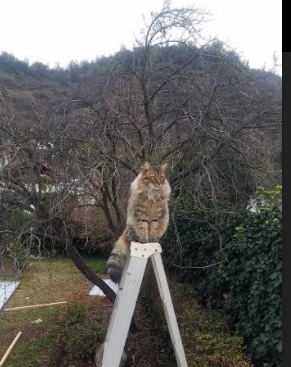 pg电子试玩-鏖战巴黎之路，奥运周期关键战中加纳绝地逆转加拿大