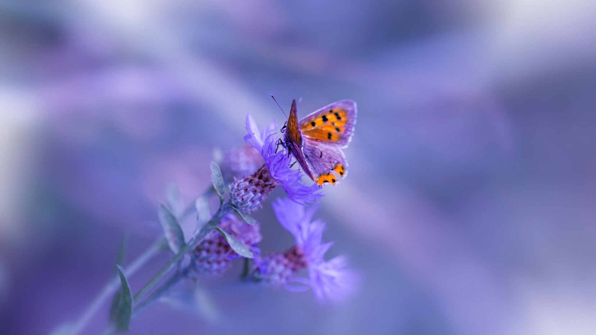 绝境重生！字母哥爆发终结黄蜂逆袭梦，魔术惊险晋级！