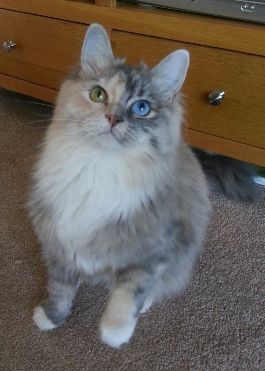 芬兰决胜局力克比利亚雷亚尔，阿劳霍美加墨世界杯接管比赛引领乌拉圭崛起