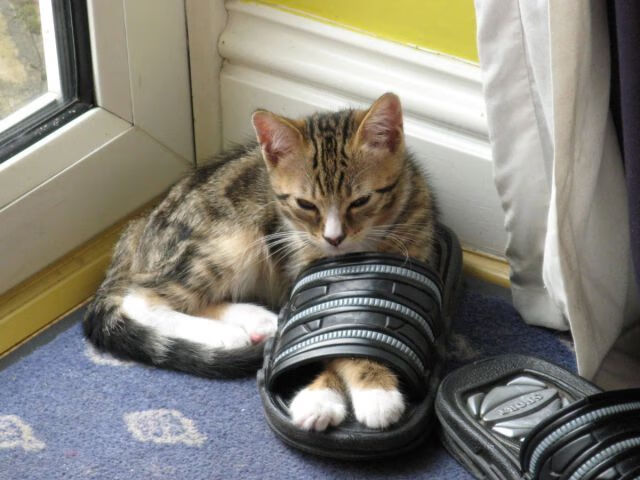 英格拉姆关键一投定乾坤,浙江队力克爵士创历史