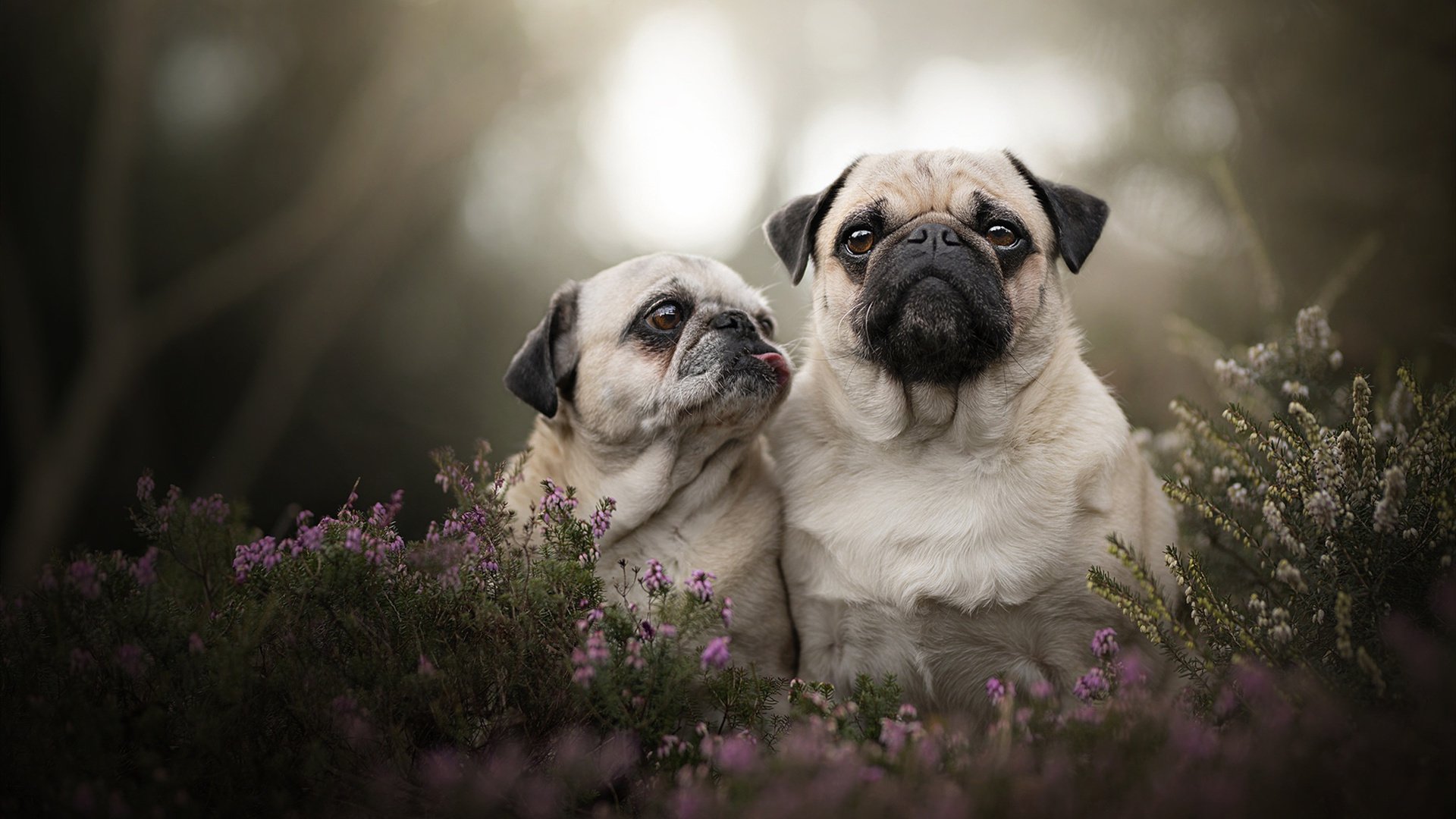 pg电子娱乐-绝境亮剑！恩佐欧冠半决赛一球封神，他才是真正的大场面先生
