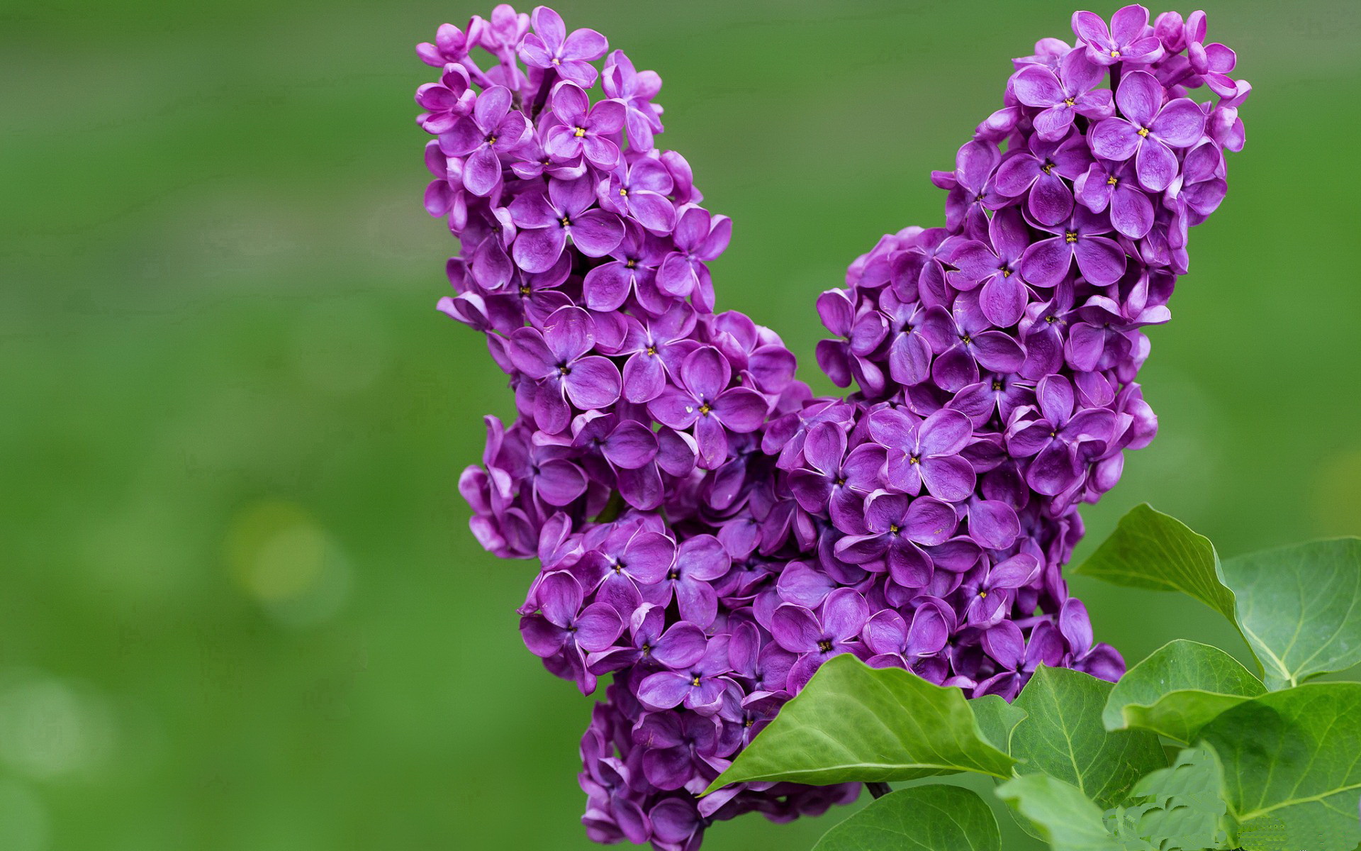 法比尼奥，指挥浪潮的人—当精密机器遭遇意志洪流