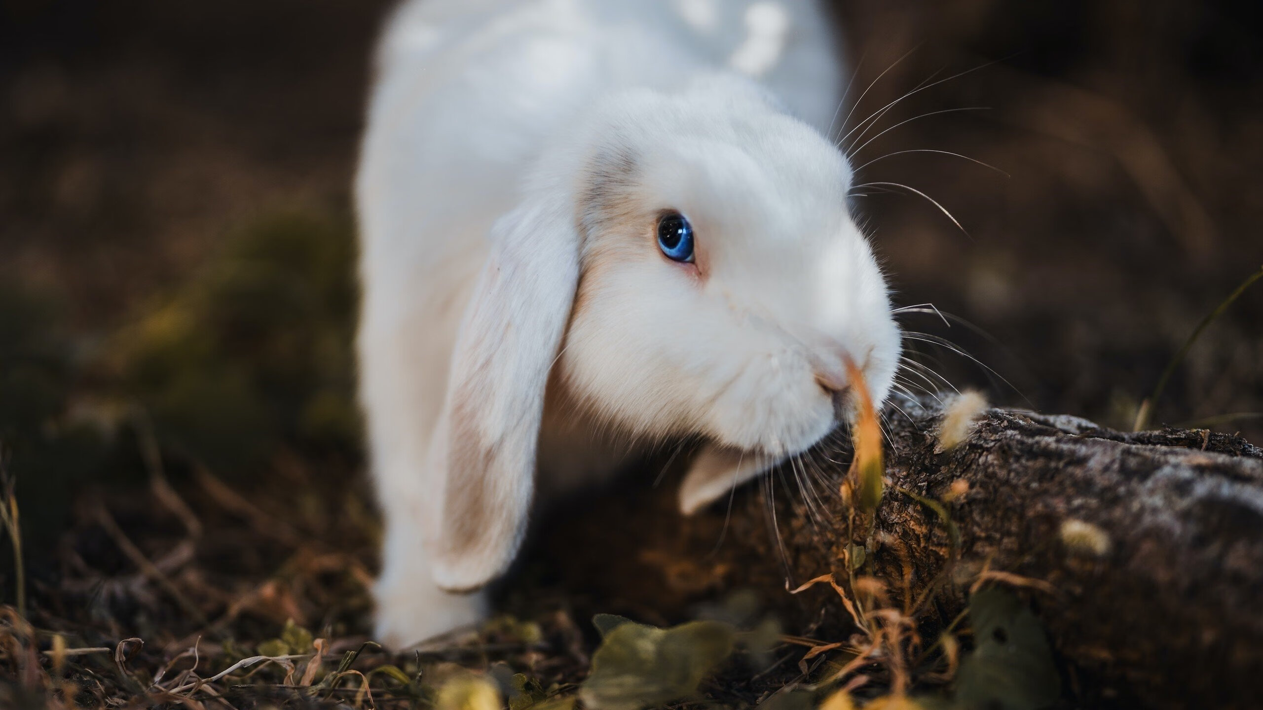 国际赛场的新疆法则，当戈贝尔的长城防守击沉洛杉矶快船