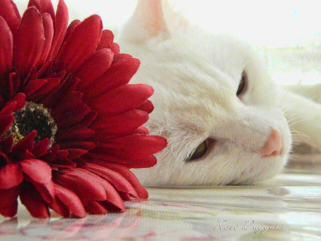 铁幕降临绿茵场，当南非的肌肉长城，遇见了若日尼奥的手术刀