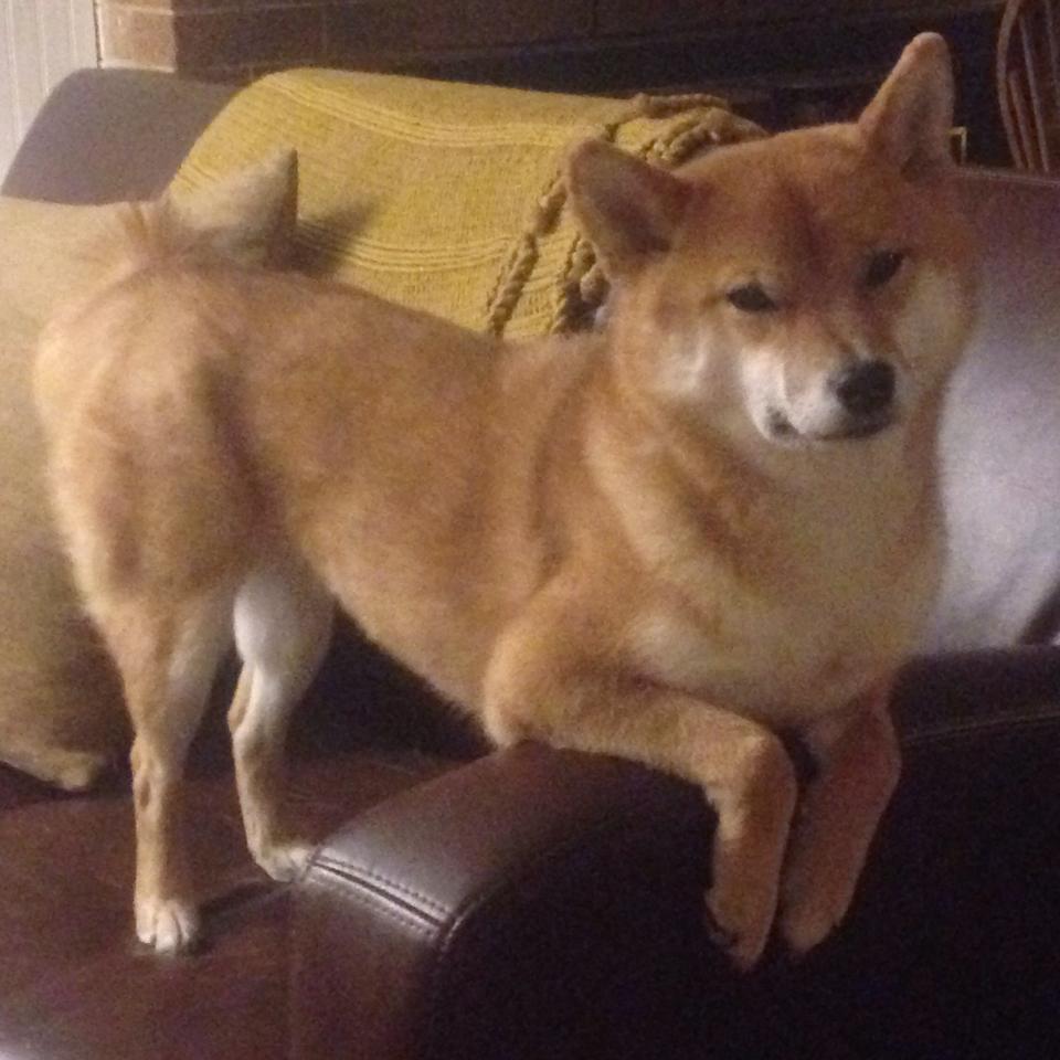 弗拉霍维奇数据全面爆炸，芬兰粉碎阿尔及利亚，体育世界的双重震撼