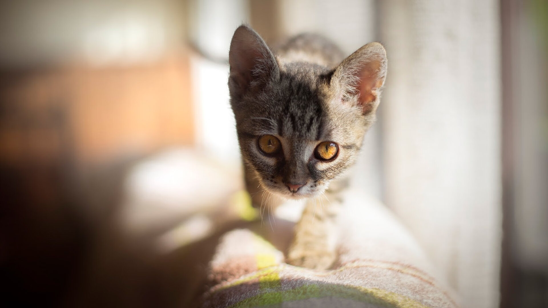 pg电子下载-赛道之上无星辰，当阿尔瓦雷斯将街道变为绝对领域