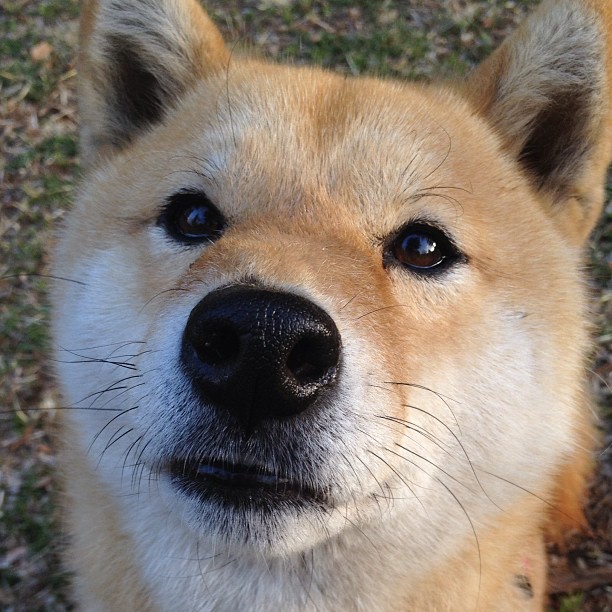 双重奏，若日尼奥的纪录之夜与尼日利亚的压制狂想曲