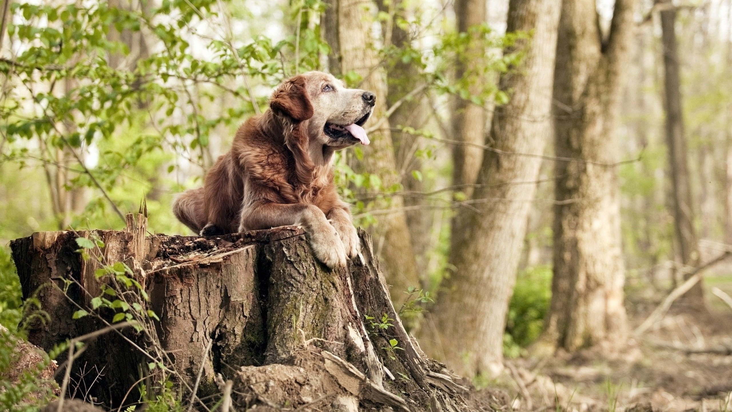 戈贝尔硬仗之王,防守巨塔的统治力与勇士锁死黄蜂的防守艺术