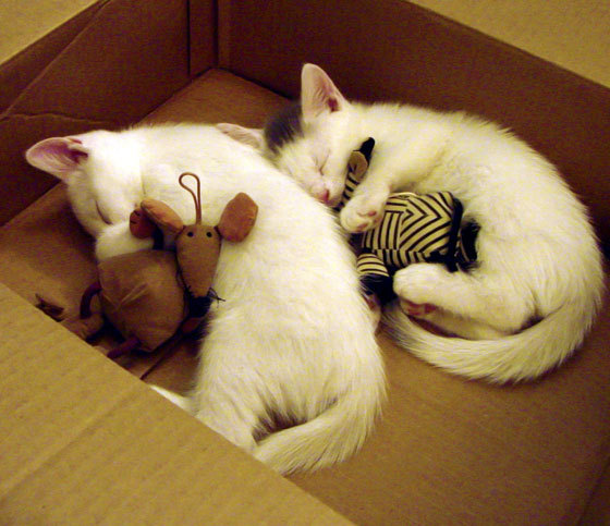 pg电子游戏-迪亚斯王者归来！美加墨世界杯上演窒息对决，乌拉圭硬仗中重塑南美荣光