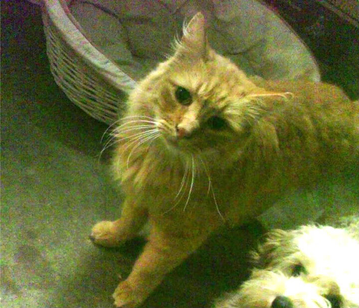 pg电子试玩网站-东决关键战之夜，欧文用沉默的诗句，写下绿衫军最痛的一章