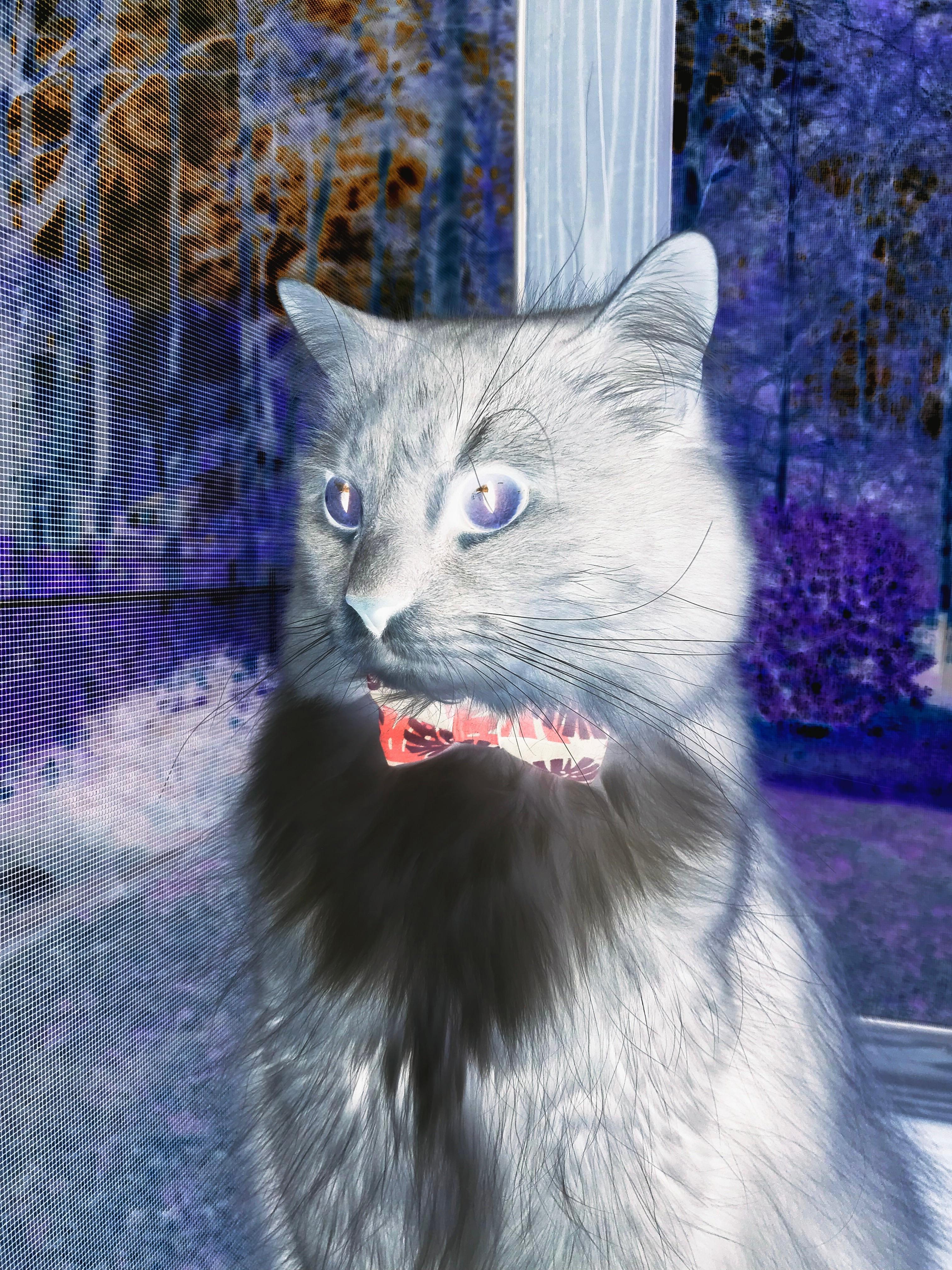 pg电子试玩-班凯罗惊艳四座！步行者双子星难挡魔术状元征服华盛顿