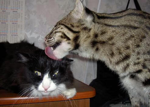 pg电子-双线争锋，拜仁涉险破铁壁，格列兹曼神勇定乾坤