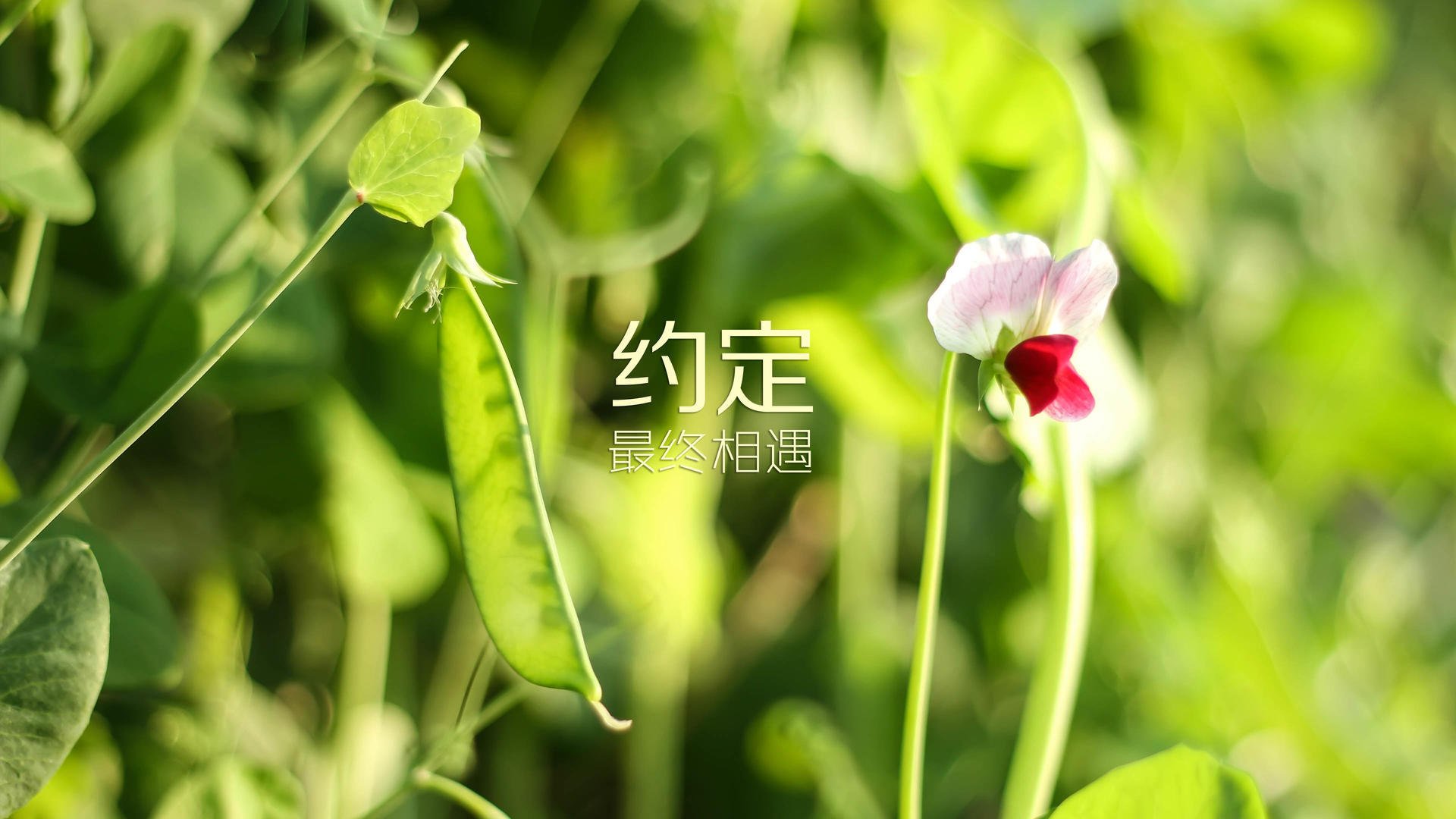 pg电子模拟器-当金球划破夜幕，布罗佐维奇的致命一击，与一个非洲国度的奇迹之夜